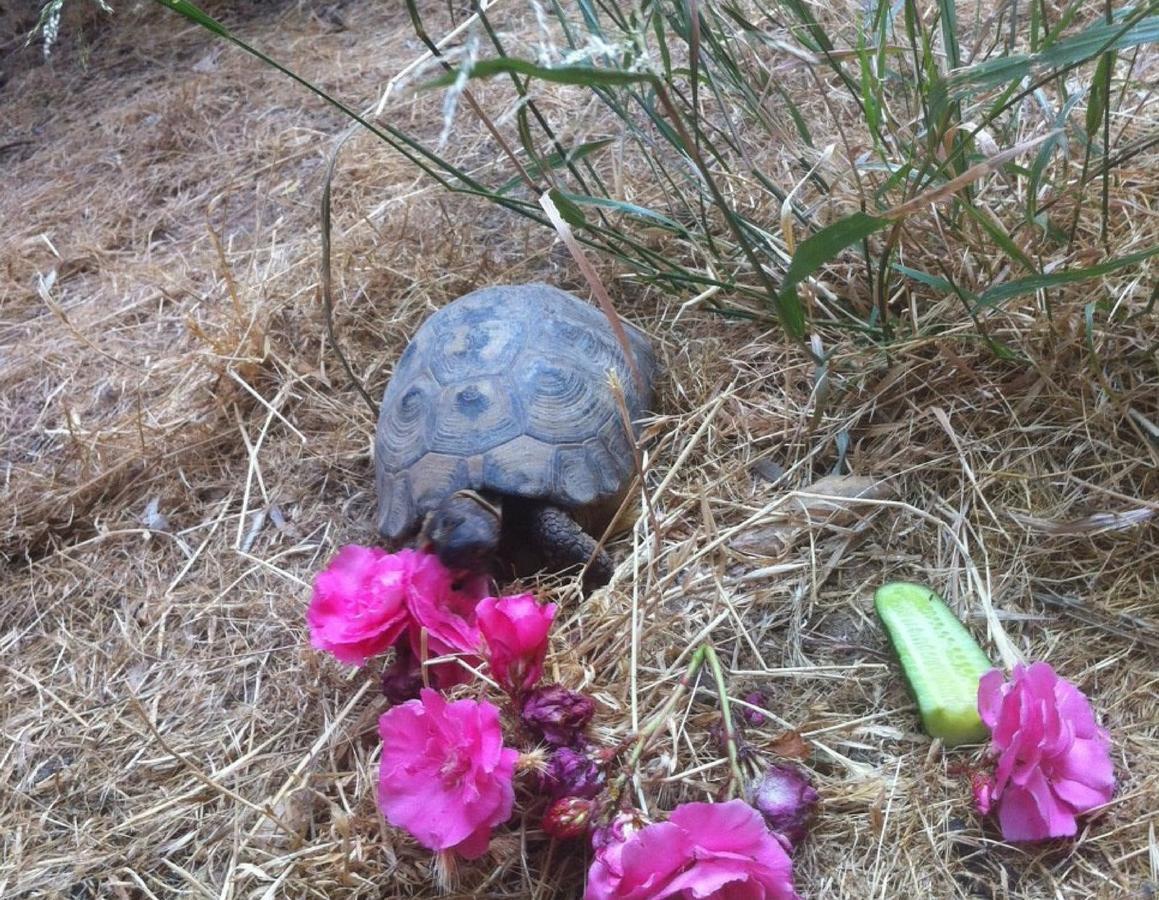 Myrtle The Turtle Guesthouse Safed Dış mekan fotoğraf